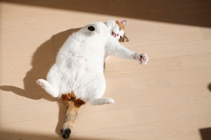 Solar Powered Cat Acting Like Non-Solar Powered Cat