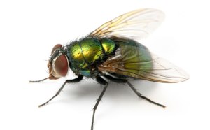 The Fly Who Filed The Law Suit